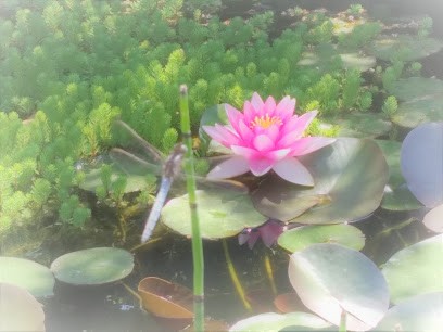 Bloom'In Kinésiologie, Centre de Bien-Etre à Gières