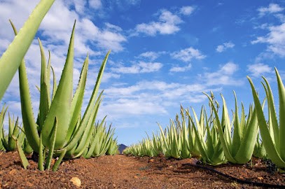 Forever - Aloe Vera, Prêts ? Partez ! - Le Havre Et Son Agglomération - Normandie, Centre de Bien-Etre à Montivilliers