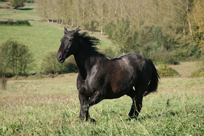 Equithérapie Bercé - Fabrice Bodet - équithérapeute En Sarthe, Centre de Bien-Etre à Pruillé-l'Éguillé