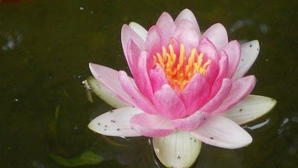 Center Ayurveda Yoga Presence Beatrice Marin, Centre de Bien-Etre à Bourg-de-Péage