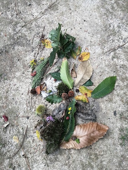 Céline Connan sylvothérapie et naturopathie, Centre de Bien-Etre à Joué-lès-Tours