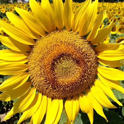 Martine Comeliau - Relaxologie et réflexes archaïques - Laval - Mayenne - Ernée - Gorron - Fougères, Centre de Bien-Etre à Saint-Denis-de-Gastines