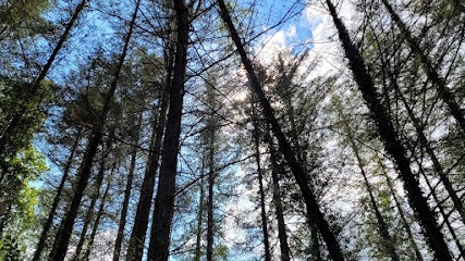 sophrologie et sophro analyse, Centre de Bien-Etre à Saint-Clément-des-Levées