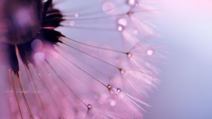 Centre Eloha, Centre de Bien-Etre à Toulouse