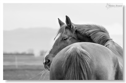 Equi-mu - Equi-sophrologie/Communication Animale, Centre de Bien-Etre à Sainte-Julie