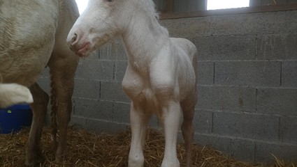 Gérard Magnétiseur, Centre de Bien-Etre à Château-d'Olonne