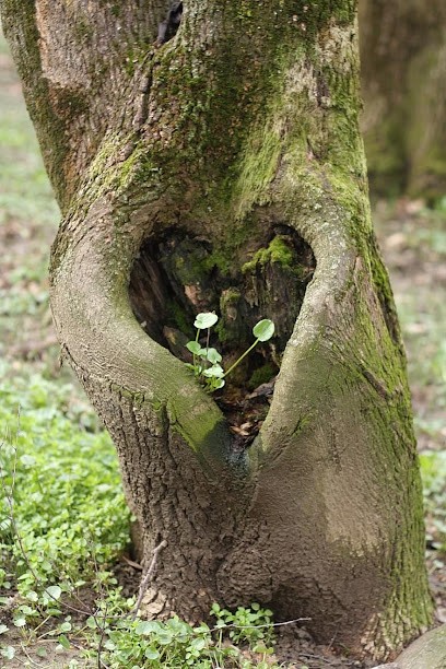 Harmonie Et Bien-être Association, Centre de Bien-Etre à Hem